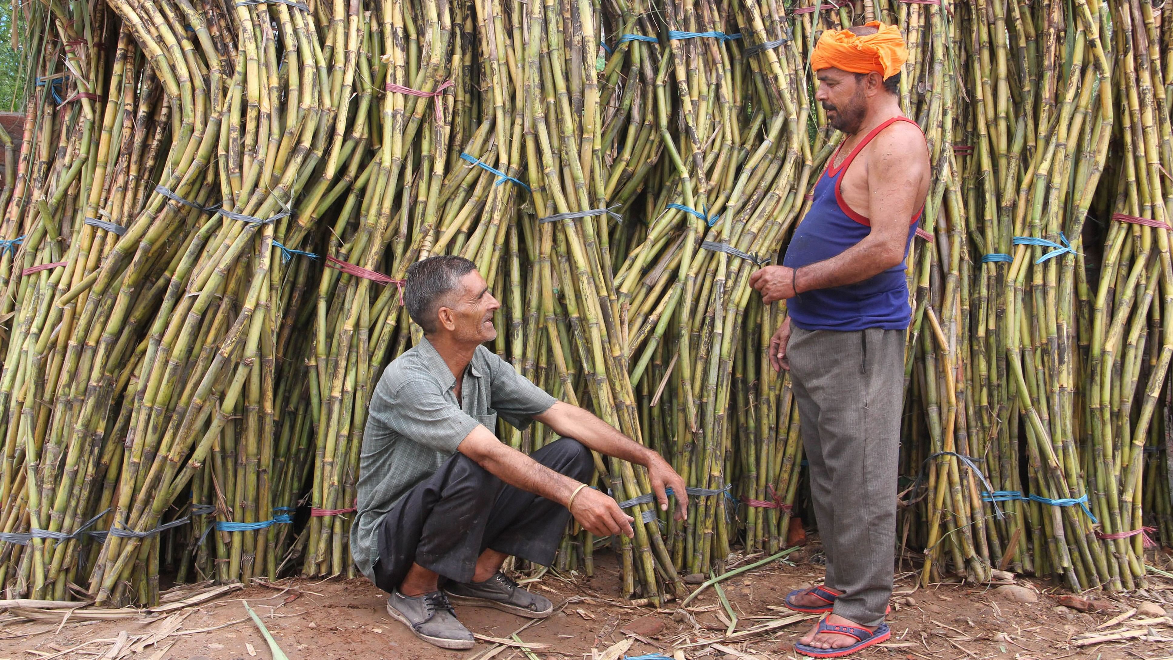 <div class="paragraphs"><p>Sugarcane farmers at a wholesale market.</p></div>