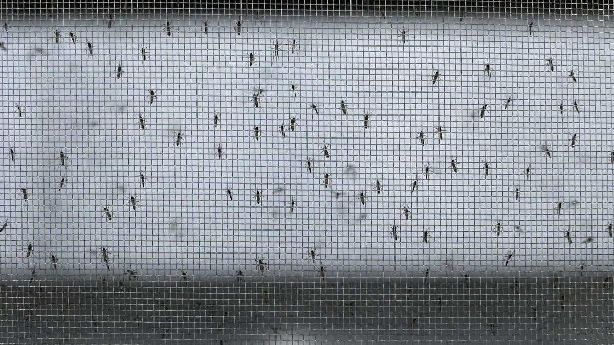 <div class="paragraphs"><p>Genetically modified Aedes aegypti mosquitoes are seen inside a cage as part of the project which aims to reduce the number of mosquitoes that transmit dengue in Brazil.</p></div>