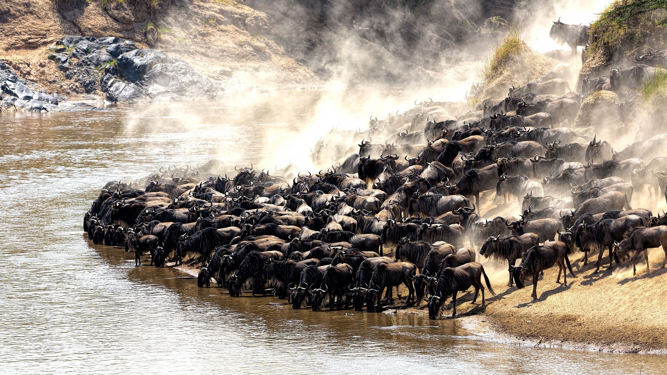 <div class="paragraphs"><p>Representative image showing migrating wildbeest.</p></div>