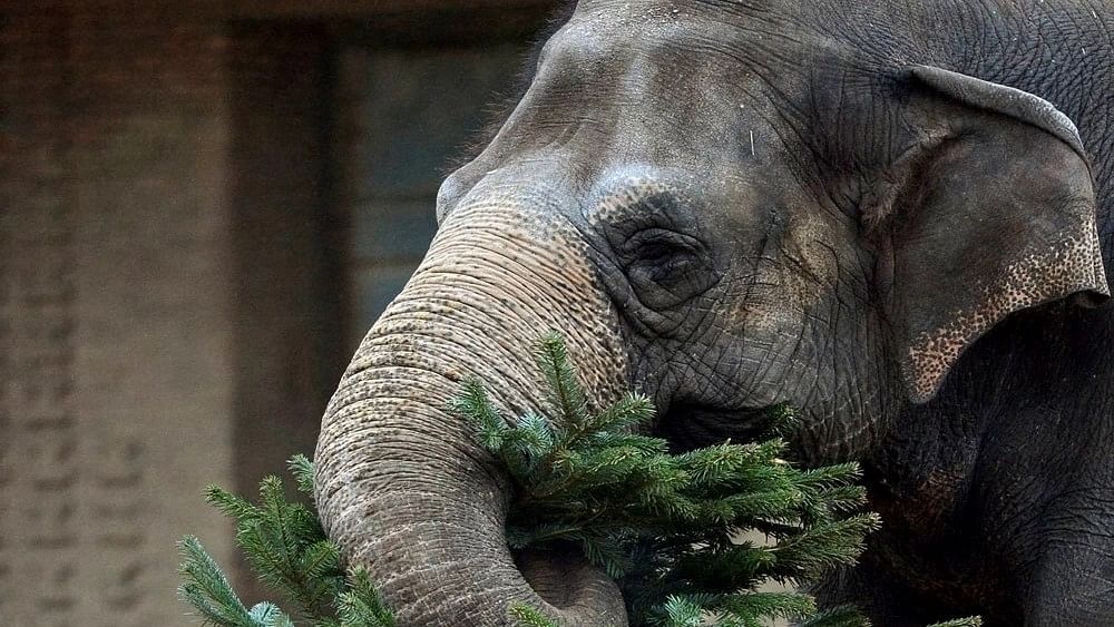 <div class="paragraphs"><p>Representative image showing an elephant.</p></div>