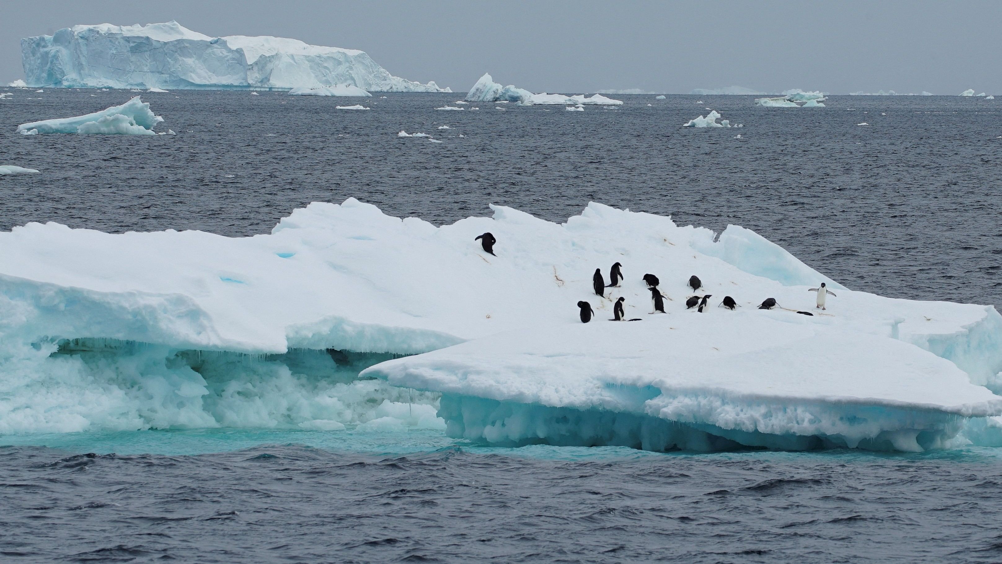 <div class="paragraphs"><p>Penguins are seen on an iceberg on the northern side of the Antarctic peninsula, Antarctica.</p></div>