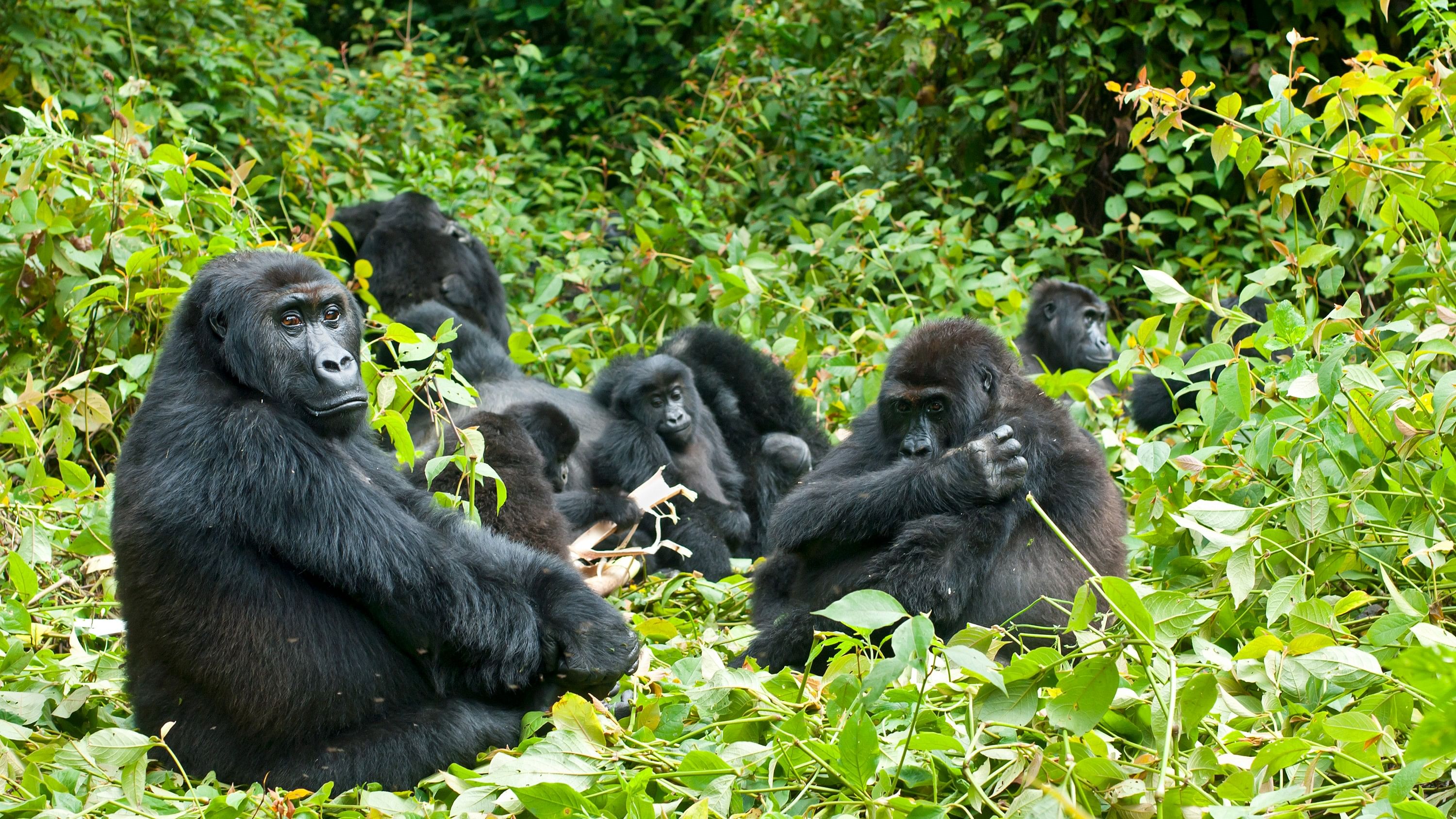 <div class="paragraphs"><p>Representative image showing gorillas.</p></div>