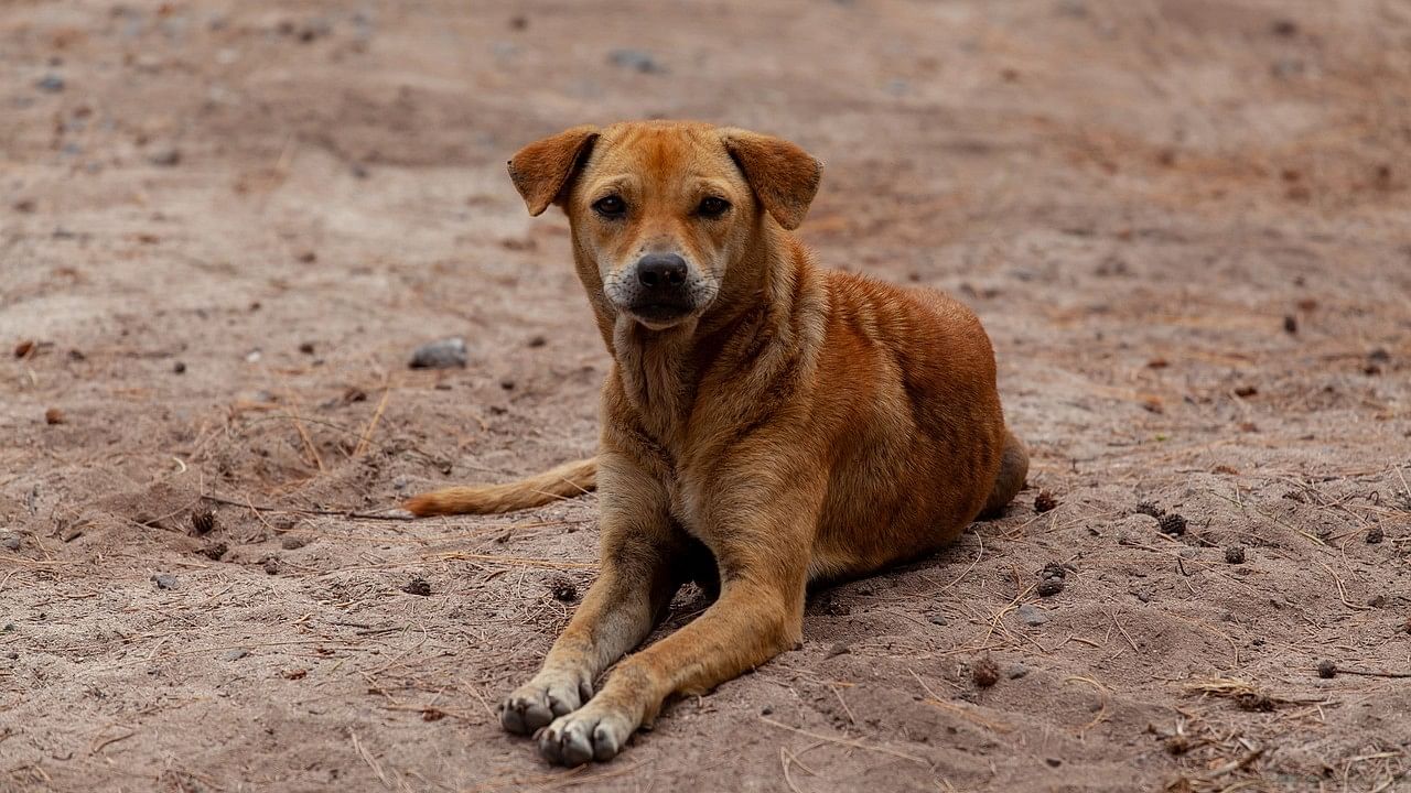 <div class="paragraphs"><p>The four accused targeted Vinod's dog for barking, leading to an altercation which then accelerated to the serious crime. (Representative image)</p></div>