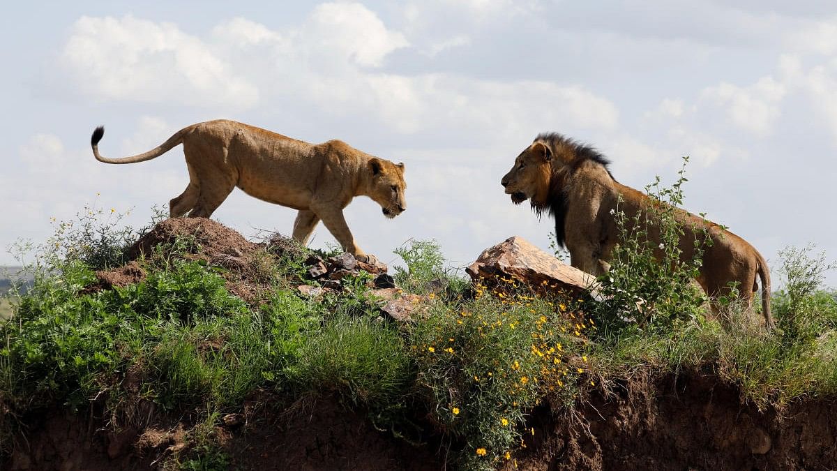 <div class="paragraphs"><p>A lion and a lioness. Representative photo.</p></div>