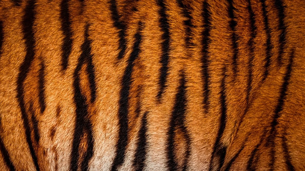 <div class="paragraphs"><p>Representative image of tiger hide.</p></div>