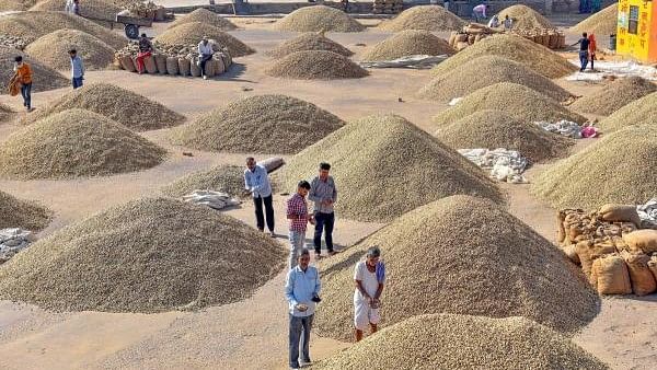 <div class="paragraphs"><p>Farmers sell groundnuts at a grain market (anaj mandi), in Bikaner, Rajasthan.</p></div>