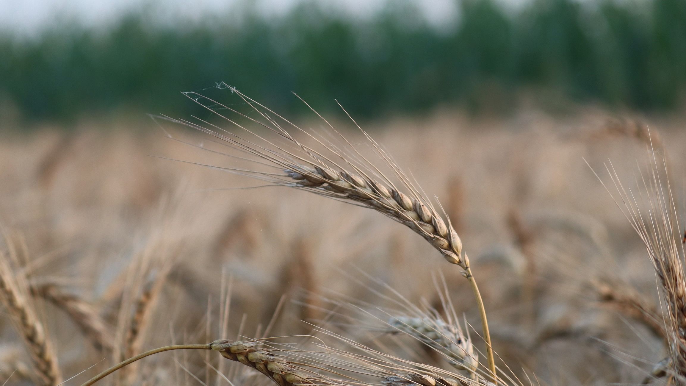 <div class="paragraphs"><p>Representative image showing wheat ready for harvest.</p></div>