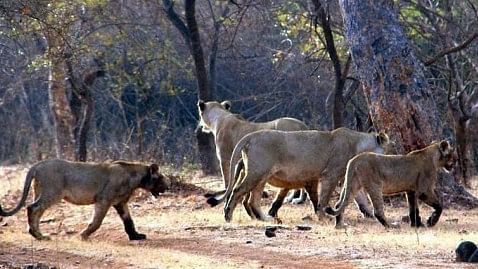 <div class="paragraphs"><p>Lioness with her cubs on a stroll in Gir Forest which is the abode of Asiatic lions in Vadodara. </p></div>