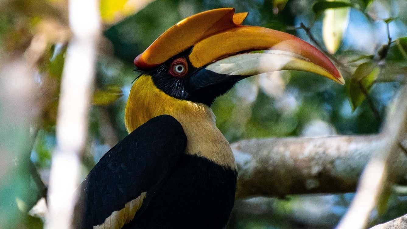 <div class="paragraphs"><p>Dandeli in Uttara Kannada district is among the very few places where one can see all the four hornbills found in South India.</p></div>