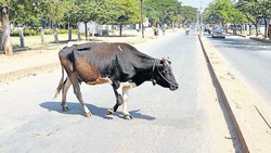 <div class="paragraphs"><p>Locals said dearth of space in the cowsheds was the reason behind a large number of stray cattle roaming on the streets.</p></div>