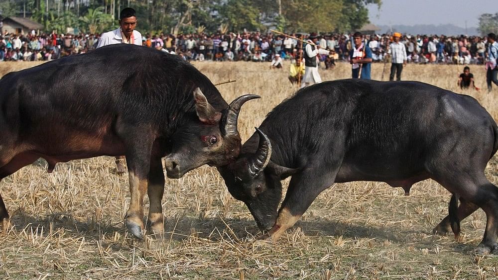 <div class="paragraphs"><p>A pair of buffaloes lock horns.&nbsp; Representative image.</p></div>