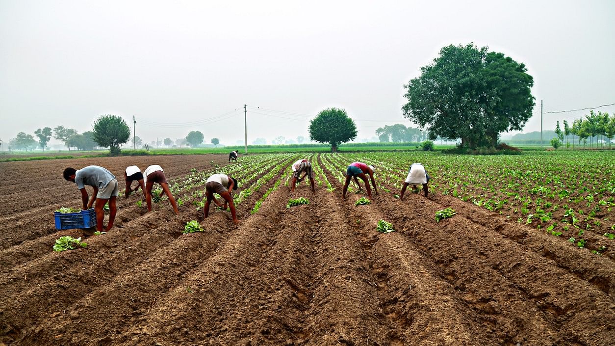 <div class="paragraphs"><p>Representative image showing agricultural workers.</p></div>