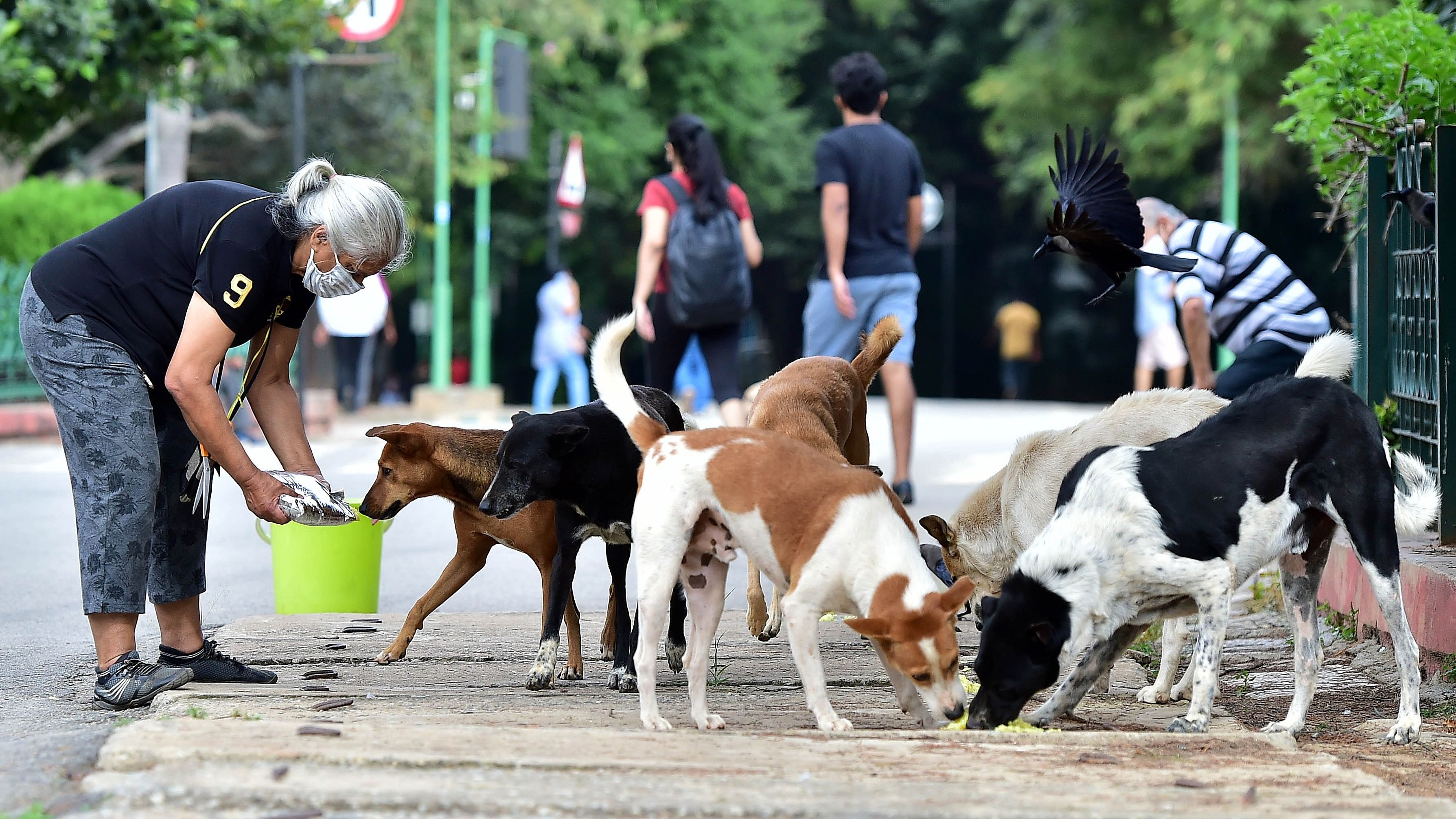 <div class="paragraphs"><p>The civic body had proposed inserting microchips or geo-tagged collars several months ago, but now a decision has been made in favour of microchips. </p></div>