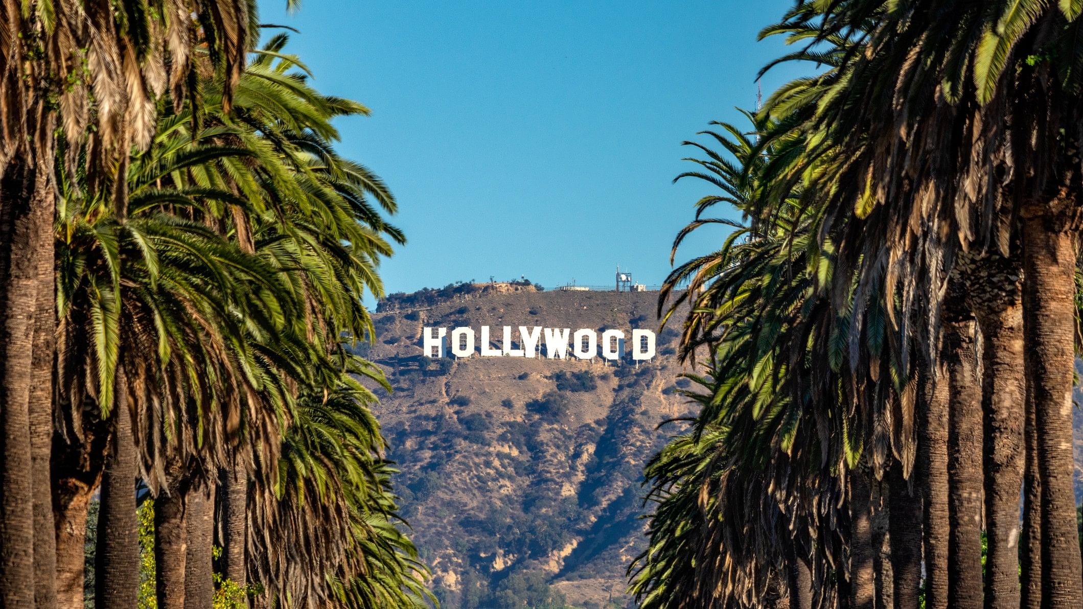 <div class="paragraphs"><p>Hollywood Sign between Palm trees from central Los Angeles. Representative image.</p></div>