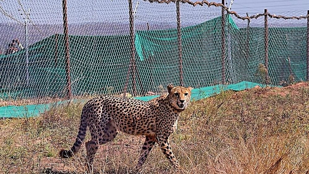 <div class="paragraphs"><p>File photo showing a cheetah brought from South Africa that was released in an enclosure at Kuno National Park in Madhya Pradesh.</p></div>