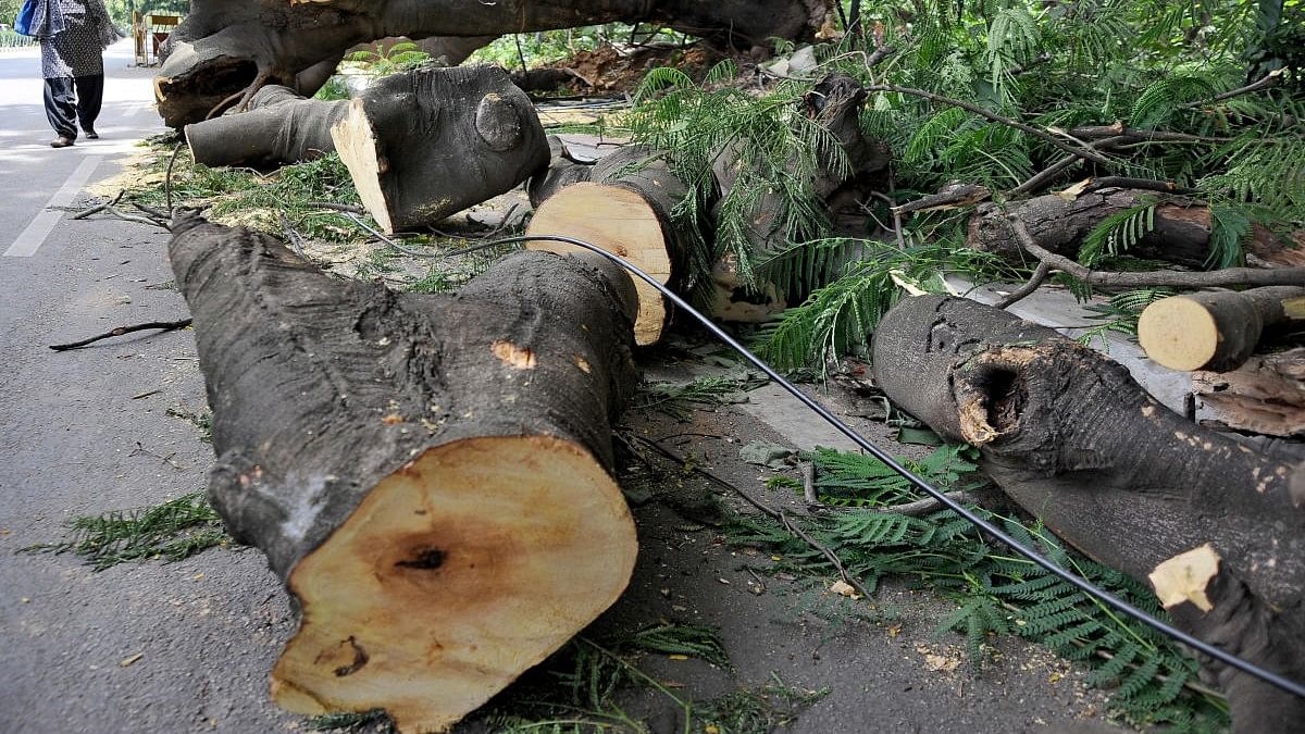<div class="paragraphs"><p>Felled trees blocking the footpath and road. Representative image. </p></div>