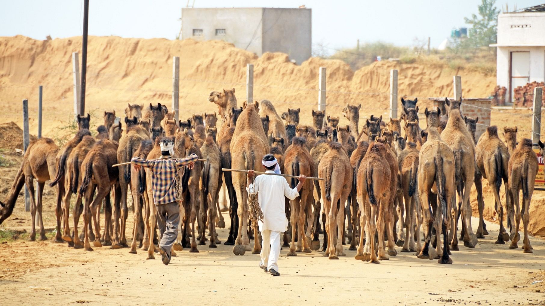 <div class="paragraphs"><p>Representative image showing livestock in India.</p></div>