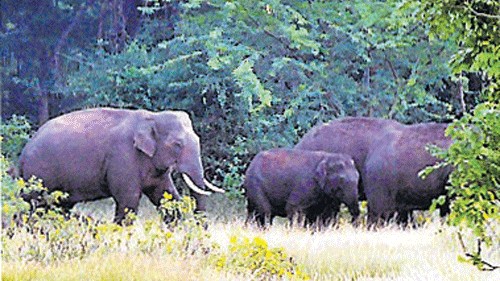 <div class="paragraphs"><p>Representative image of elephants.</p></div>