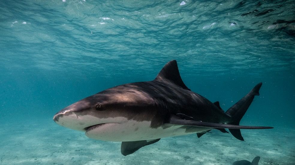 <div class="paragraphs"><p>Image of a bull shark.&nbsp;</p></div>