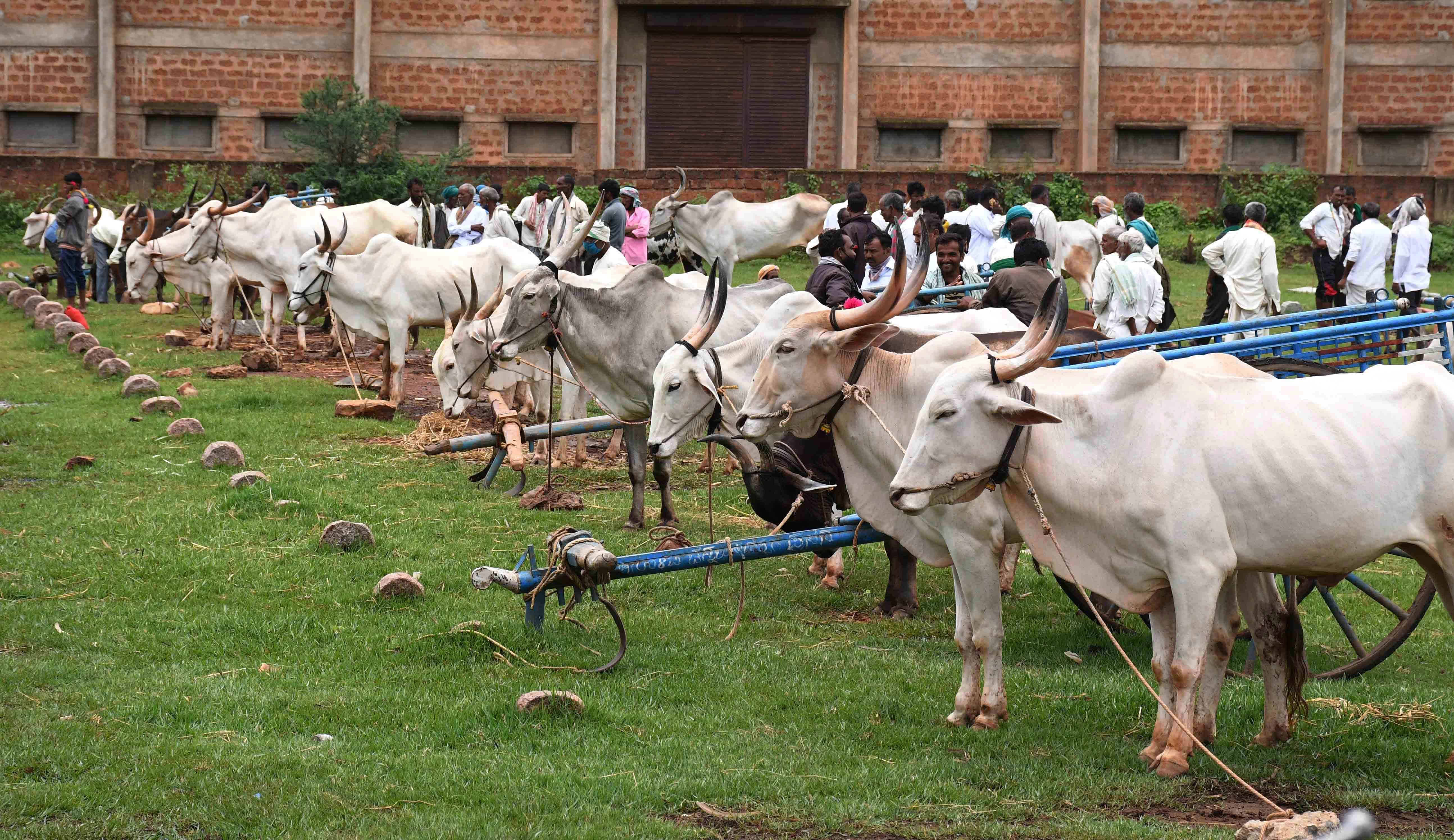 <div class="paragraphs"><p>A cattle market in Dharwad. </p></div>