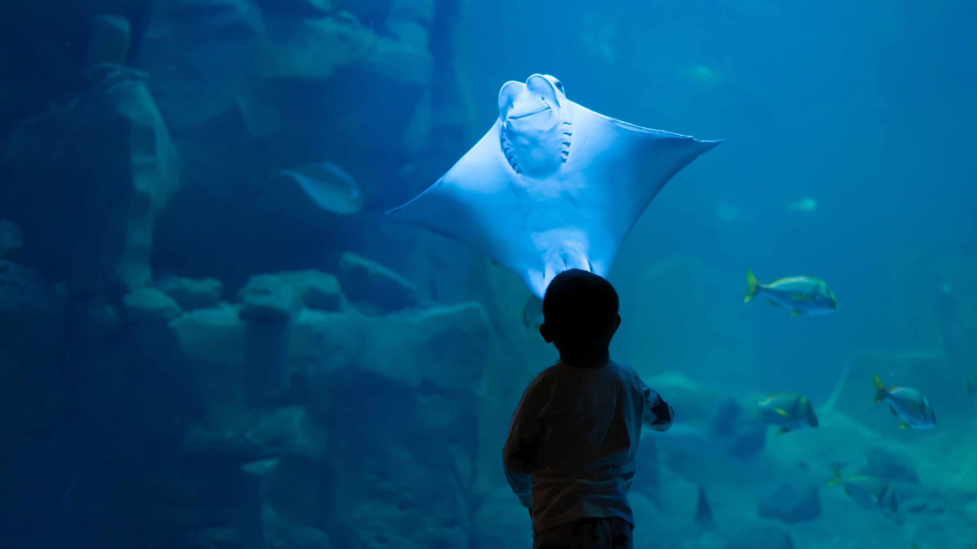 <div class="paragraphs"><p>Representative image of a stingray in an aquarium.&nbsp;</p></div>