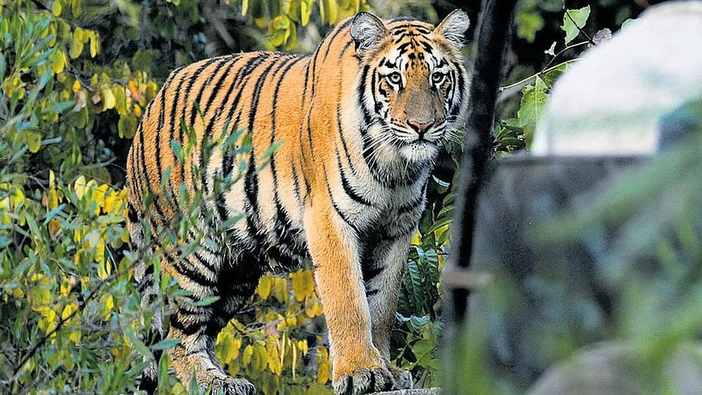 <div class="paragraphs"><p>Some people who went to a nearby church for morning prayers also reportedly saw the tiger. (Representative image)</p></div>