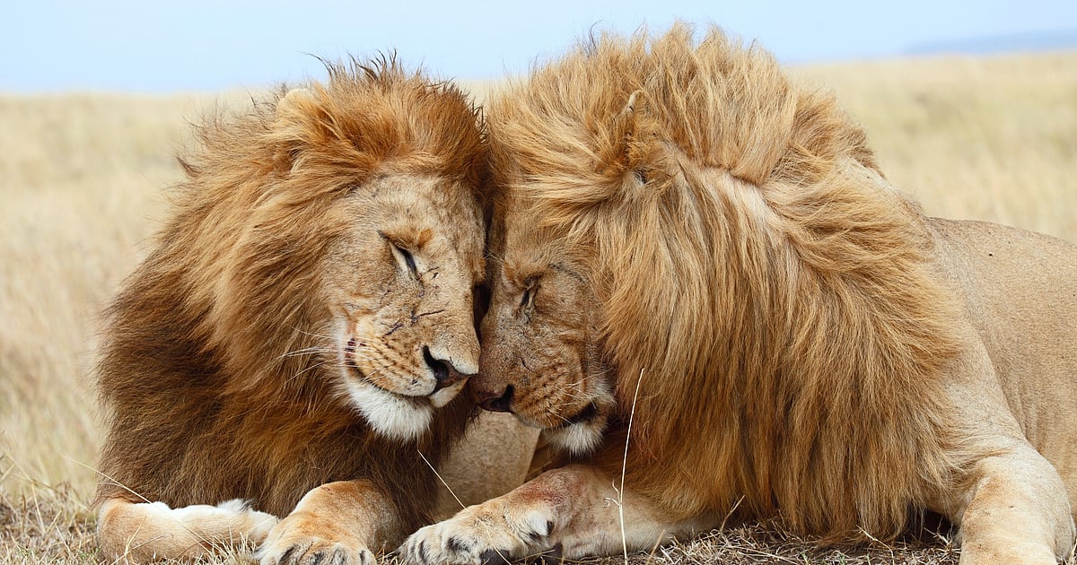 Love is love even in the animal kingdom Love is love even in the animal kingdom