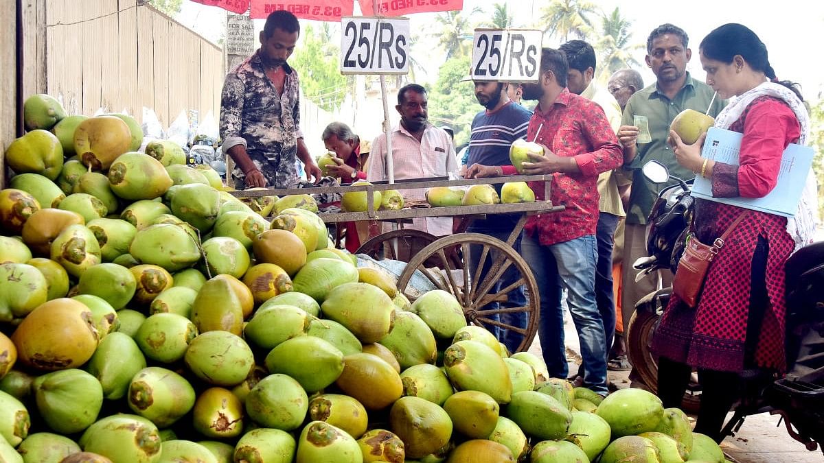 <div class="paragraphs"><p>The price of tender coconuts in the city varies, ranging from Rs 20 to Rs 50 based on the location. </p></div>