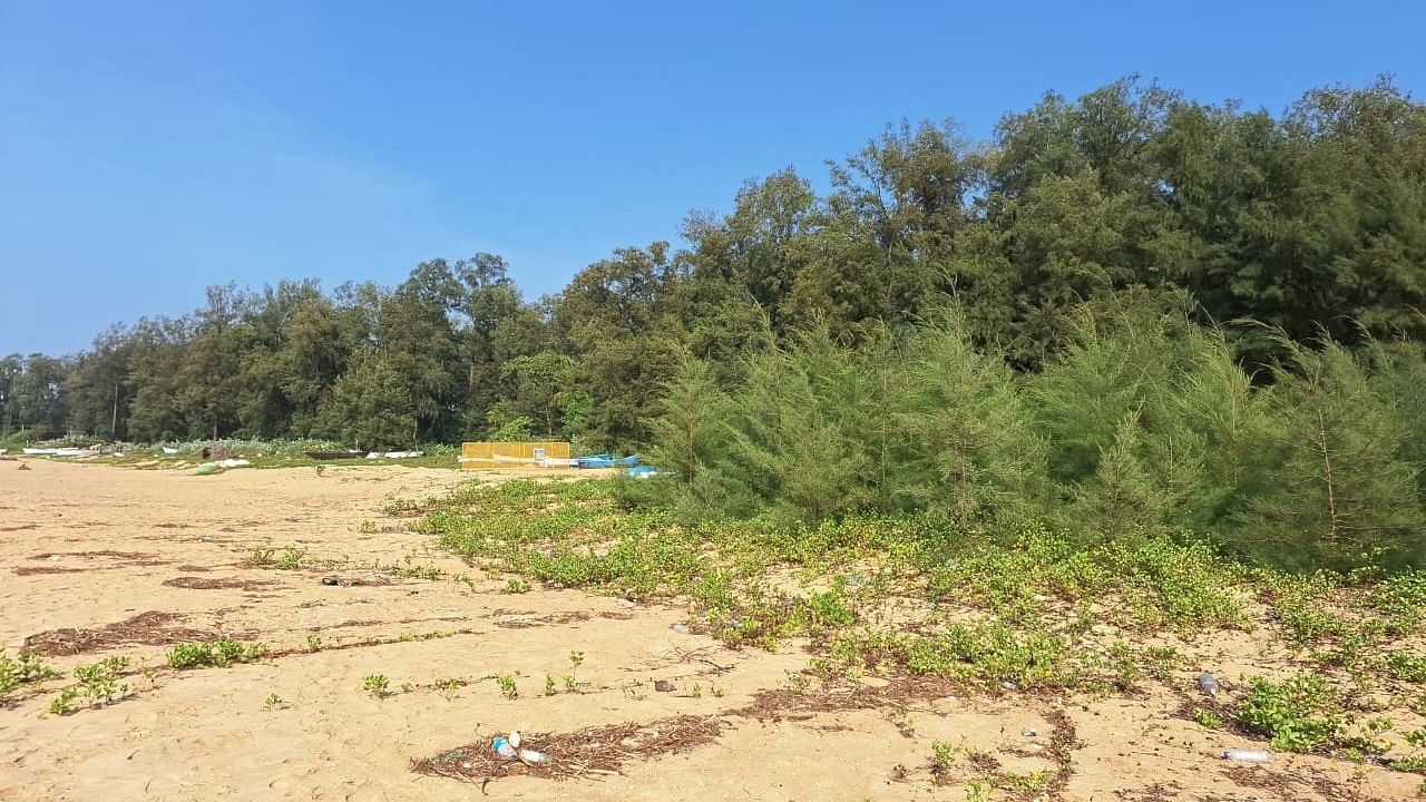 <div class="paragraphs"><p>The&nbsp;casuarina saplings (on the right) that were planted recently by the forest department are said to have further shrunk the nesting site at Devbagh Beach near Karwar. </p></div>