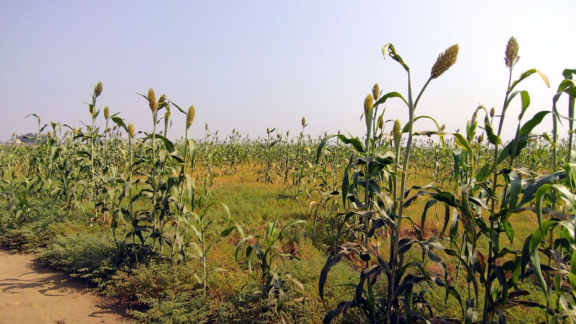 <div class="paragraphs"><p>Jowar cultivated on the banks of River Tungabhadra. </p></div>