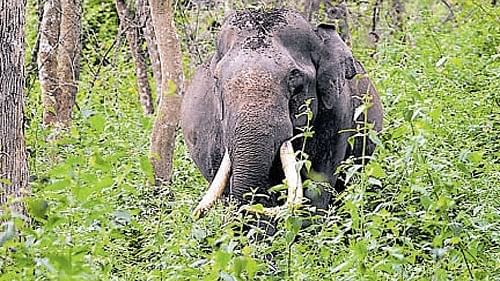 <div class="paragraphs"><p>Indian Elephant.&nbsp;</p></div>