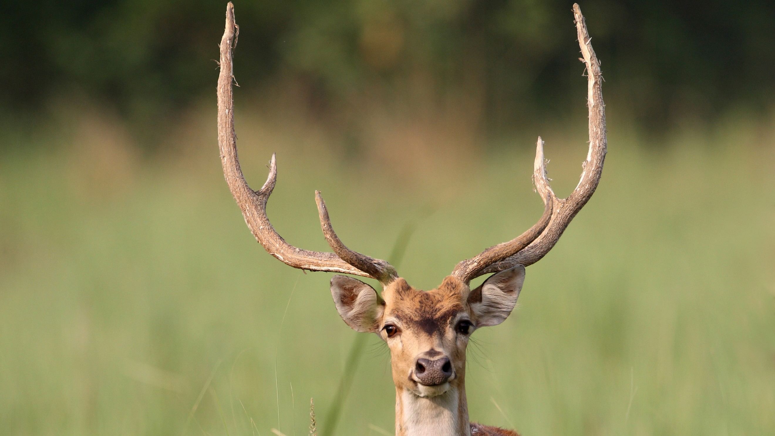 <div class="paragraphs"><p>Spotted deer.</p></div>