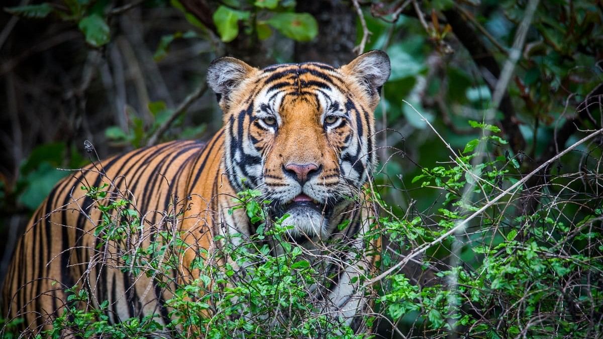 <div class="paragraphs"><p>File photo of a Royal Bengal Tiger  (Pic for representation only) </p></div>