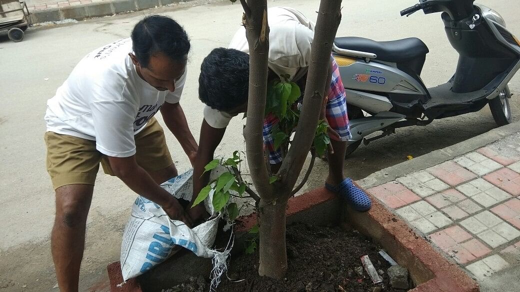 <div class="paragraphs"><p>Volunteers use manure produced from dry leaves for plants on the streets. </p></div>