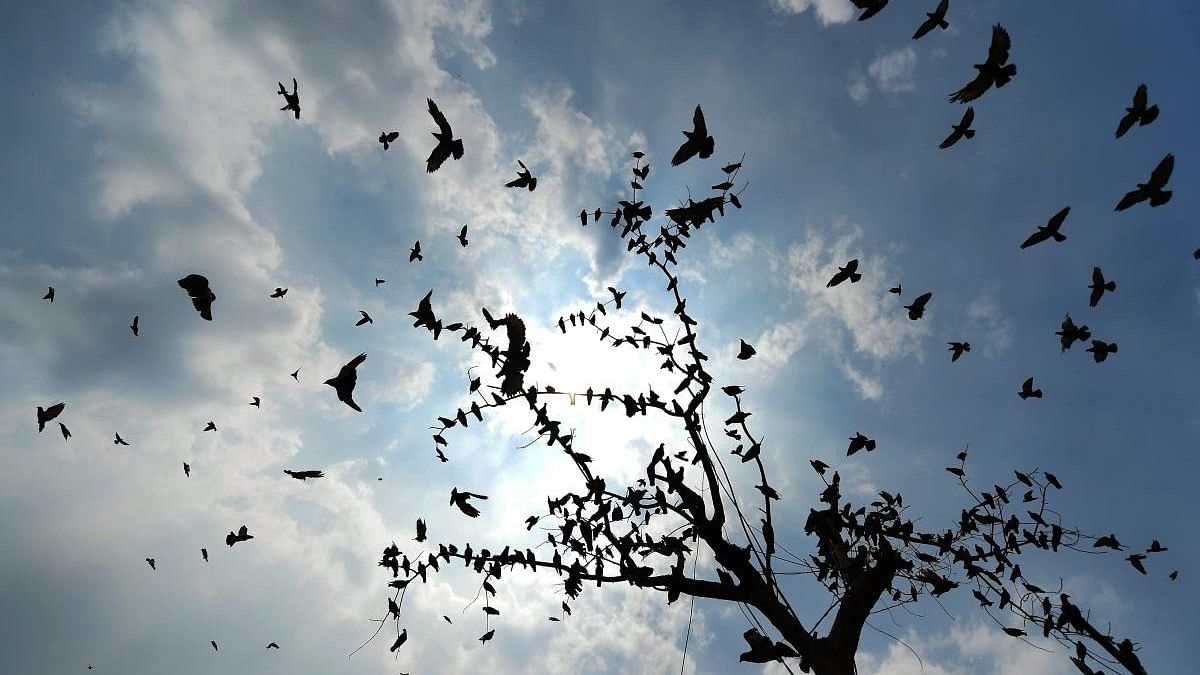 <div class="paragraphs"><p>Image of birds flying.</p></div>