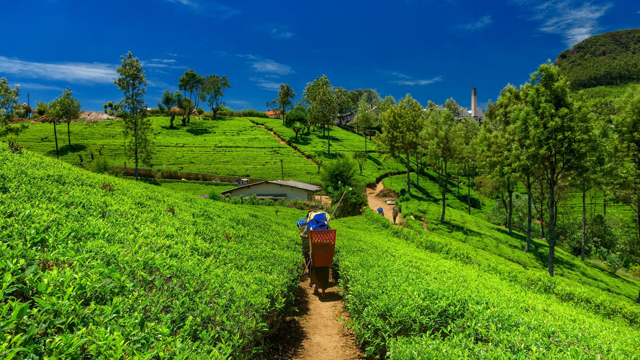 <div class="paragraphs"><p>Representative image of a tea plantation.</p></div>