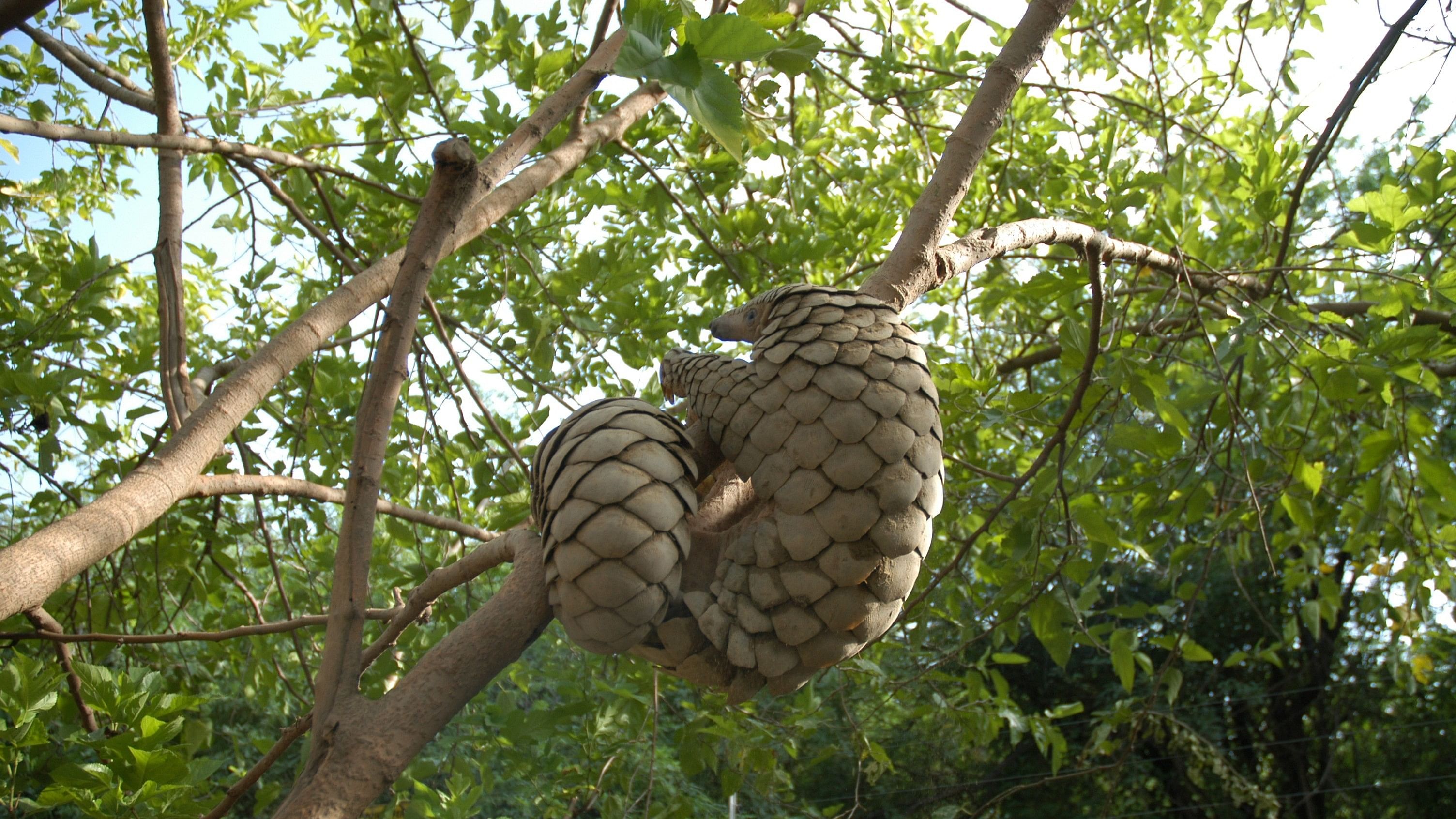 <div class="paragraphs"><p>An Indian pangolin rescued by Wildlife SOS after release in its natural habitat.</p></div>