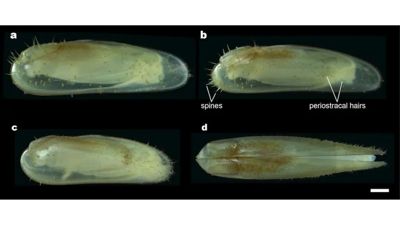 <div class="paragraphs"><p>Vadumodiolus teredinicola, a new species, was discovered in much shallower waters than other members of the group of mussels it belongs to.</p></div>