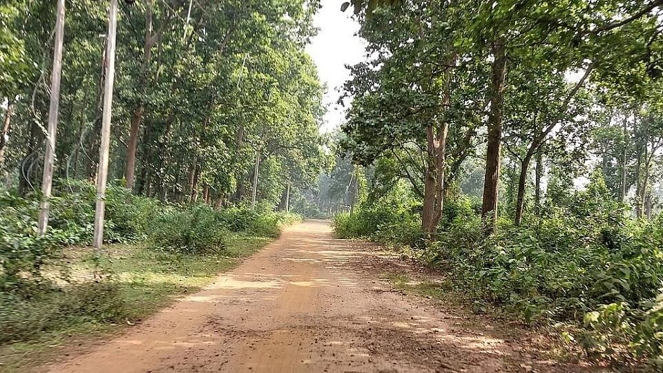 <div class="paragraphs"><p>Representative image of a forest in Karnataka.</p></div>