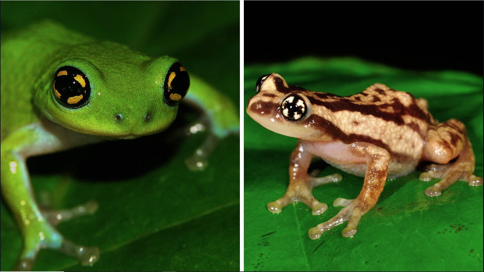 <div class="paragraphs"><p>Two frog species,&nbsp;<em>Raorchestes chalazodes</em> and <em>Raorchestes ochlandrae</em>, with distinct iris patterns.</p></div>