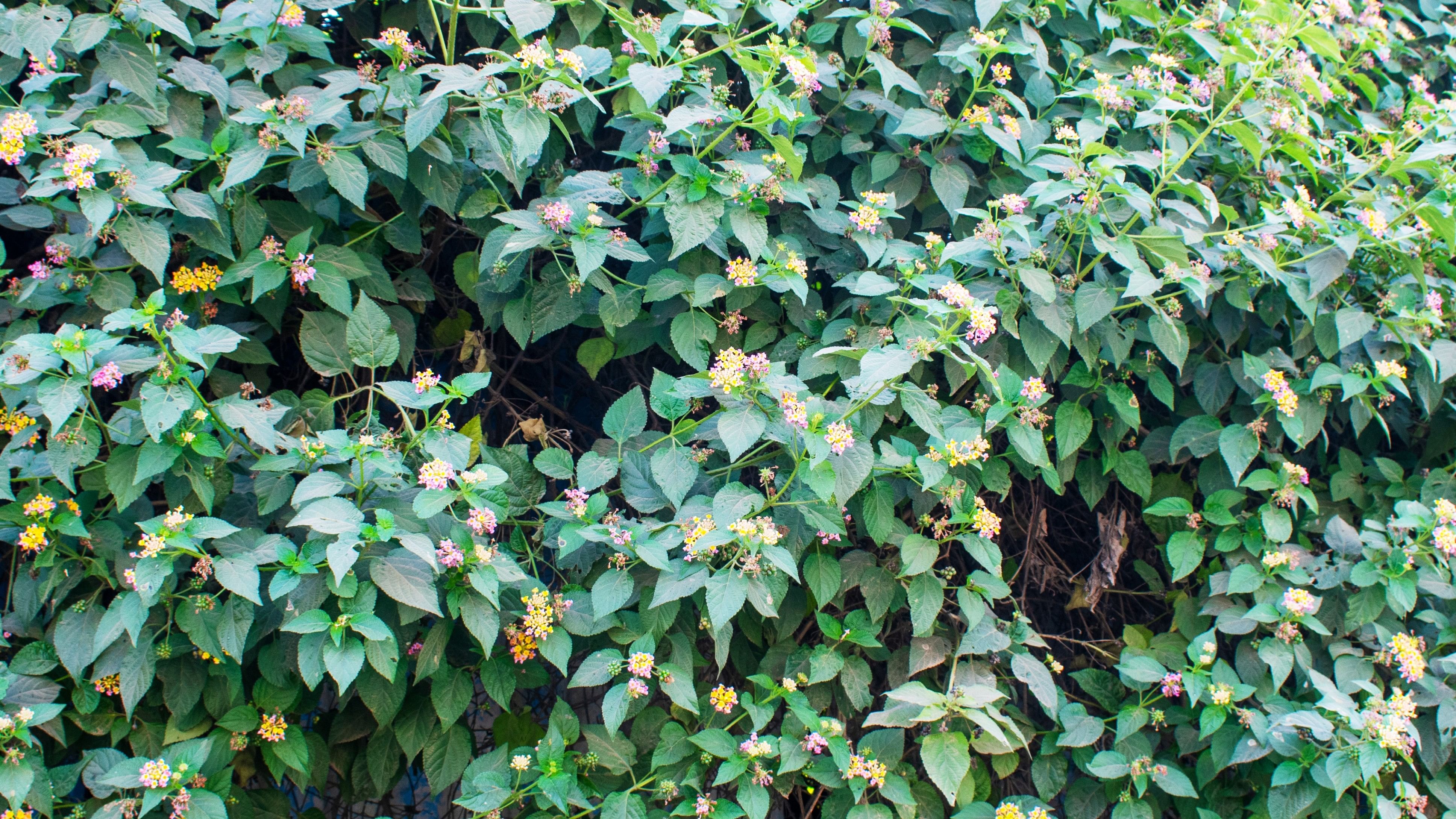 <div class="paragraphs"><p>Common Lantana tree with flowers.</p></div>