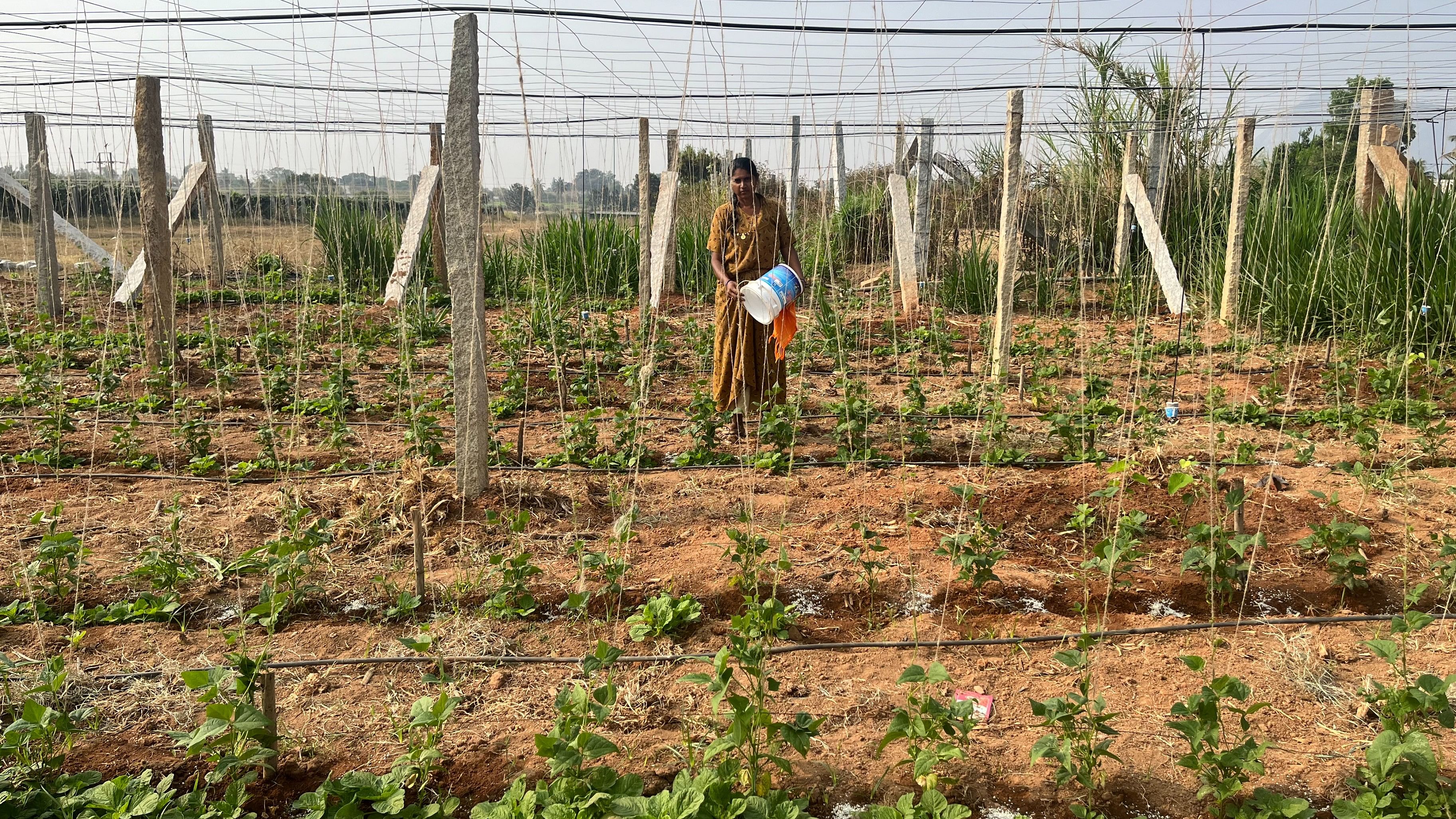 <div class="paragraphs"><p>Farmer Shreedevi trying to maintain soil moisture as groundwater levels dip in Chikkaballapur district.</p></div>