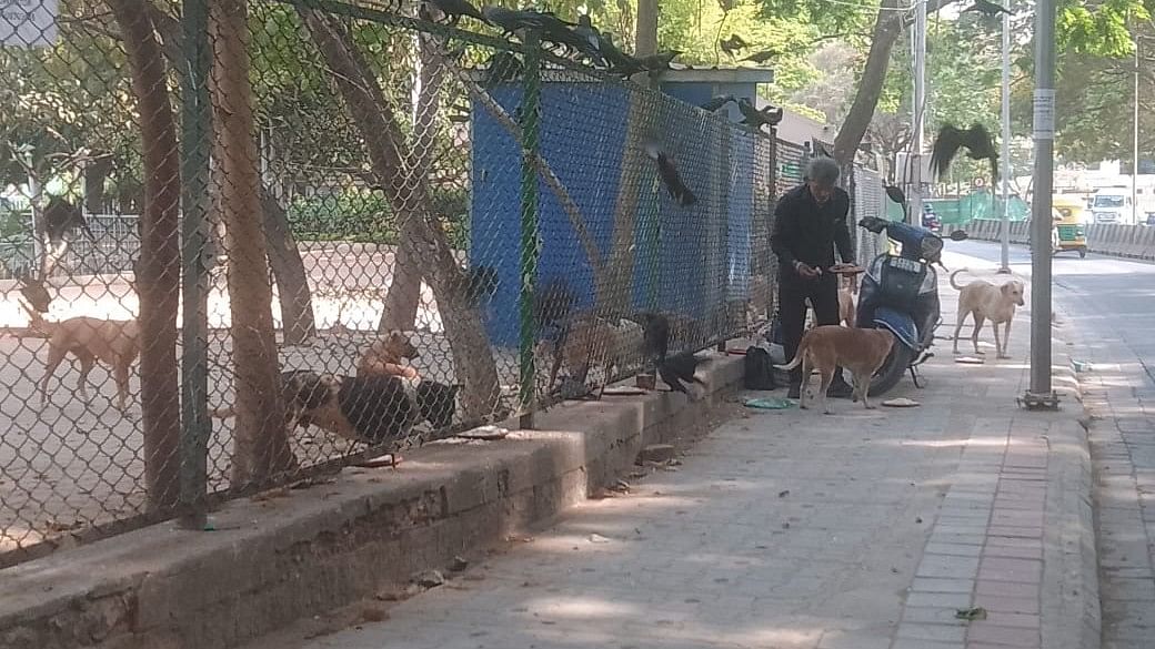 <div class="paragraphs"><p>A man is seen feeding stray dogs at Ulsoor Lake. </p></div>