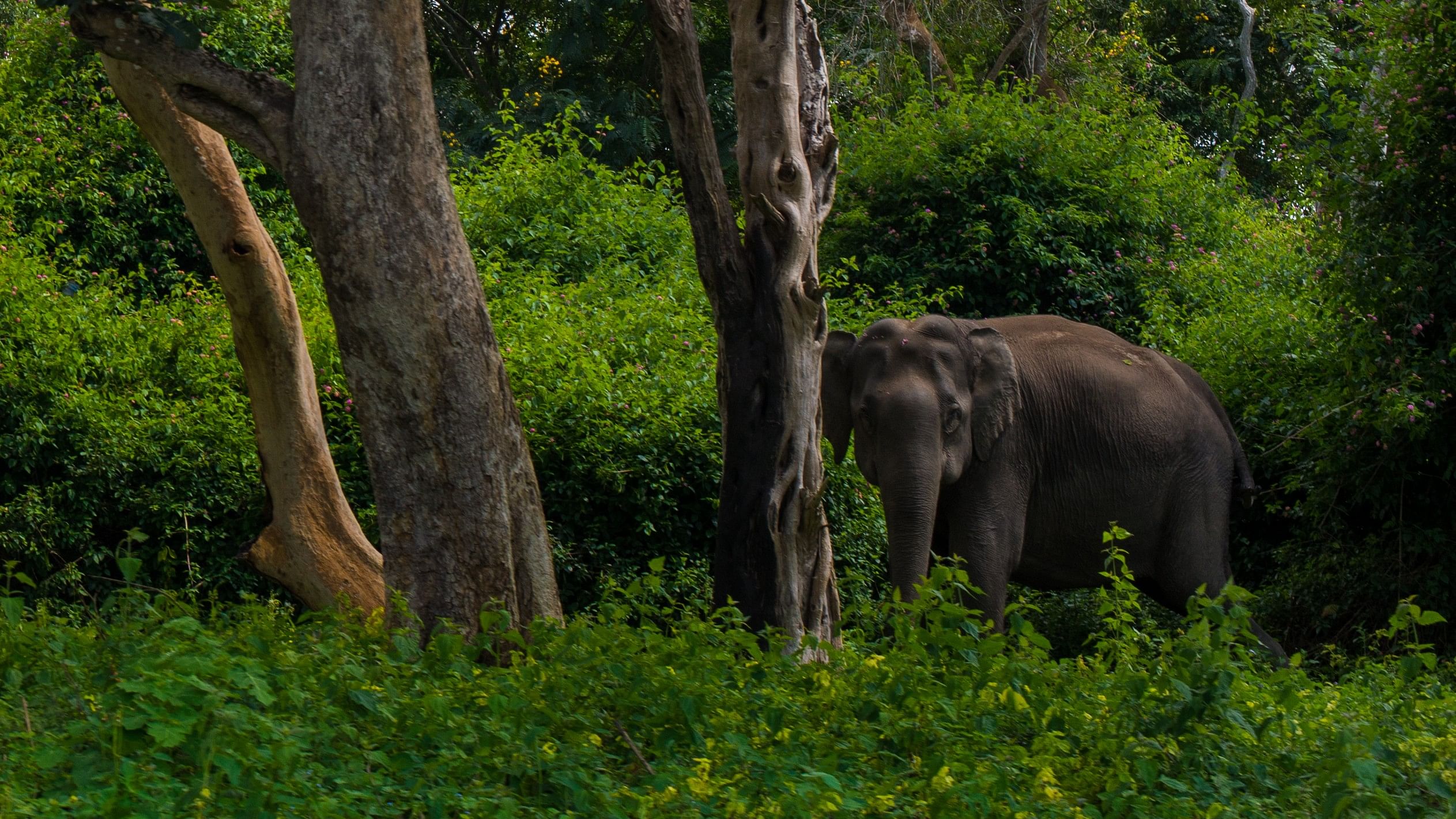 <div class="paragraphs"><p>Representative image of biodiversity in the Western Ghats.</p></div>