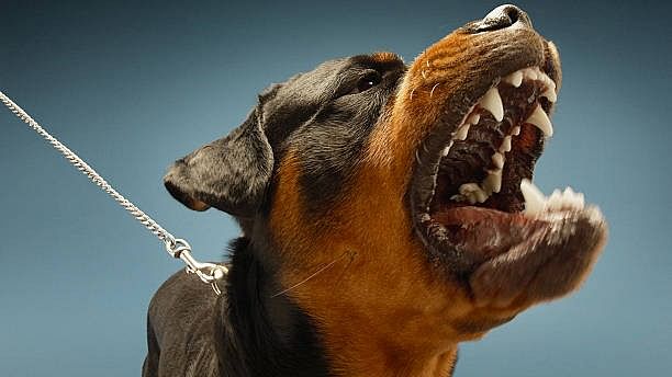 <div class="paragraphs"><p>A Rottweiler.</p></div>