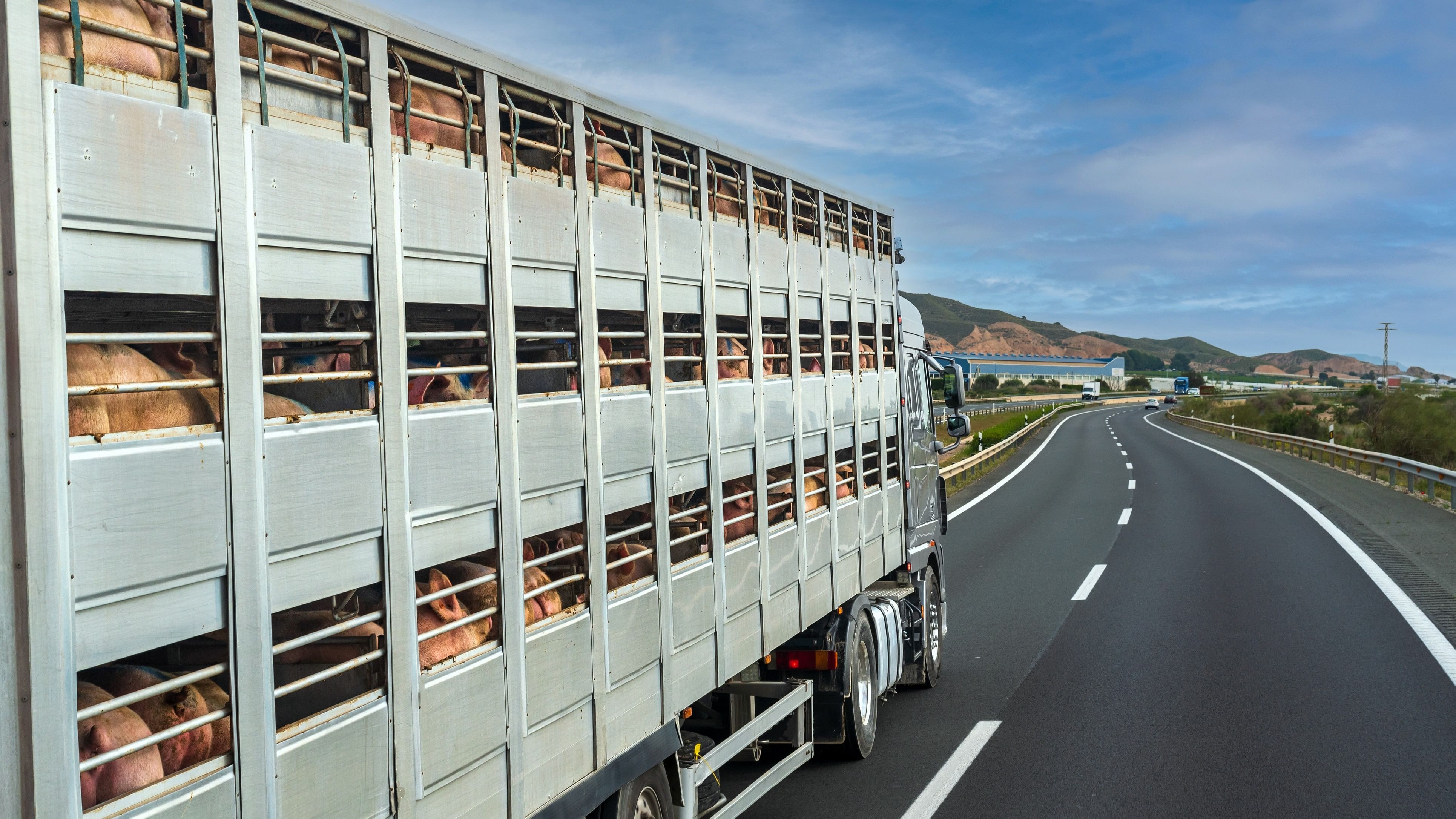 <div class="paragraphs"><p>Cage truck for transporting cattle loaded with pigs.</p></div>