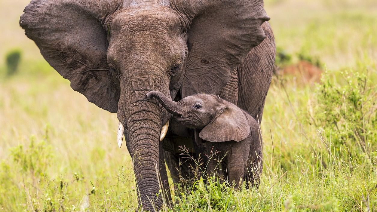 <div class="paragraphs"><p>An elephant and its baby.</p></div>
