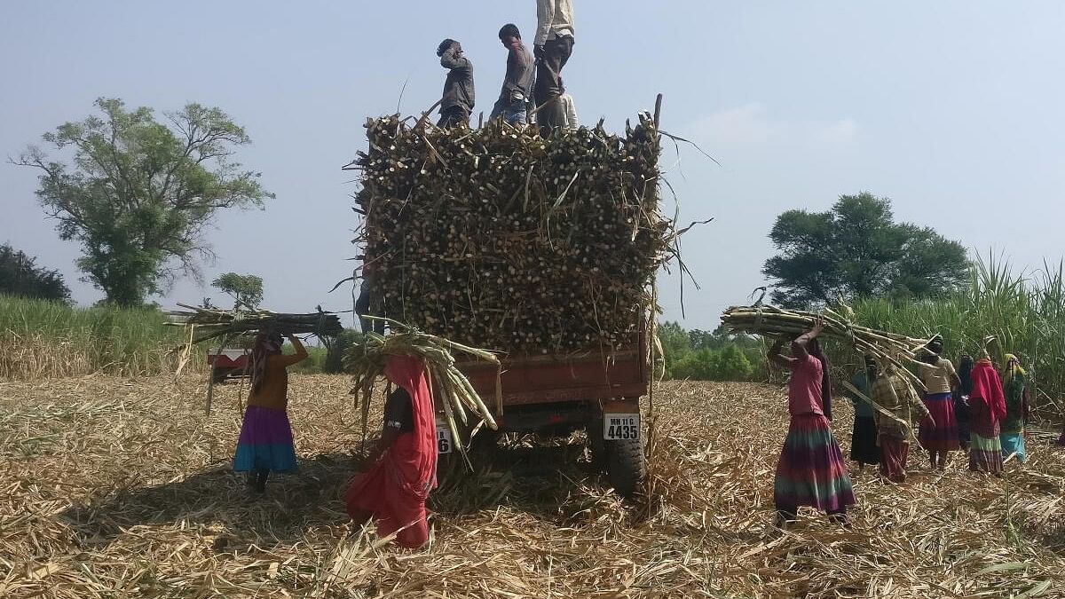 <div class="paragraphs"><p>A picture of people working in sugarcane field.</p></div>