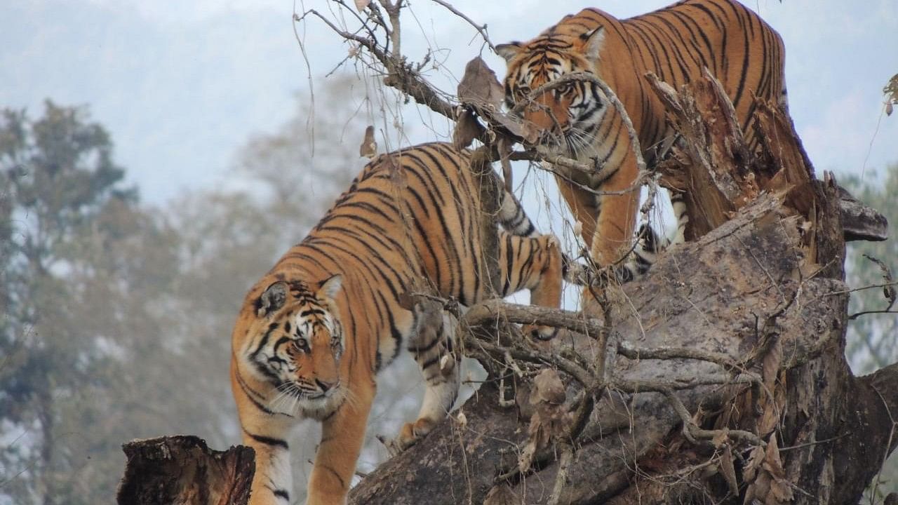 <div class="paragraphs"><p>The Jim Corbett National Park has one of the highest densities of tigers.&nbsp;</p></div>