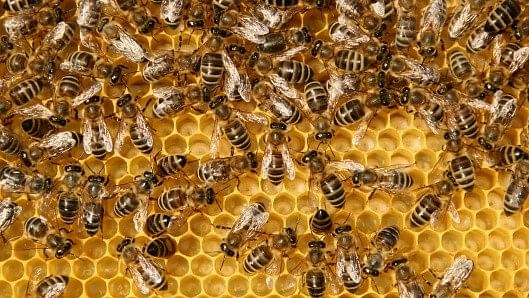 <div class="paragraphs"><p>Representative Image of honeybee.</p></div>